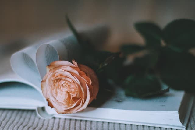 rose